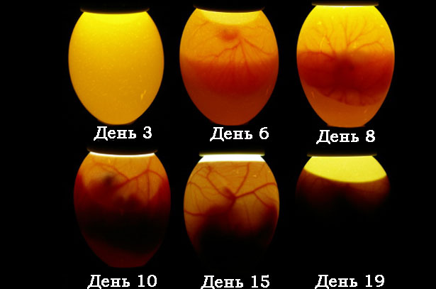 Развитие эмбрионов курицы в яйце