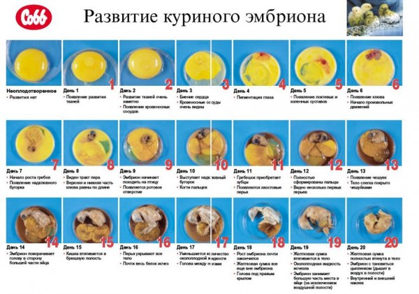 Таблица развития куриного эмбриона в процессе инкубации 