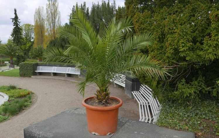 Комнатная пальма: виды, фото и советы по уходу