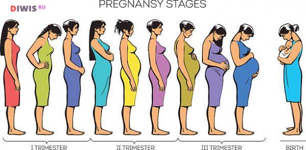 5 способов, как рассчитать срок беременности по неделям