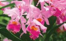 как ухаживать за орхидеей в домашних условиях после покупки