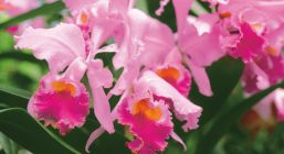 как ухаживать за орхидеей в домашних условиях после покупки