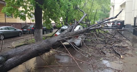 Во время урагана в Москве человека придавило деревом
