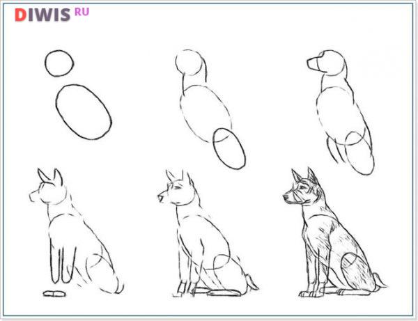 Пошаговые уроки для рисования собаки простым карандашом