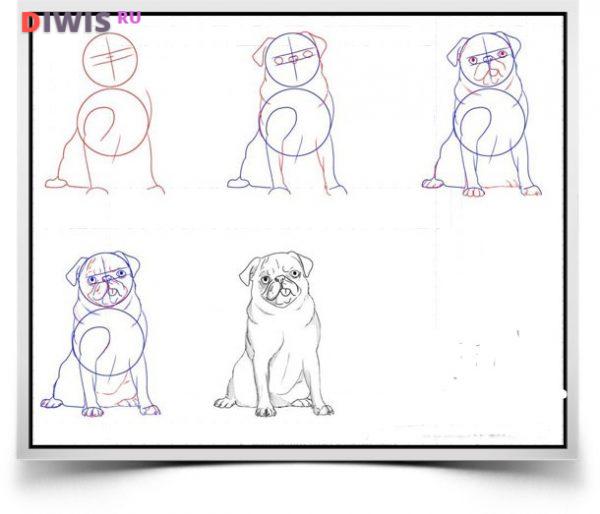 Как нарисовать собаку поэтапно карандашом красиво поэтапно
