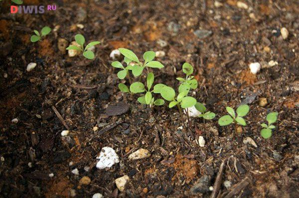 Алиссум: выращивание и уход