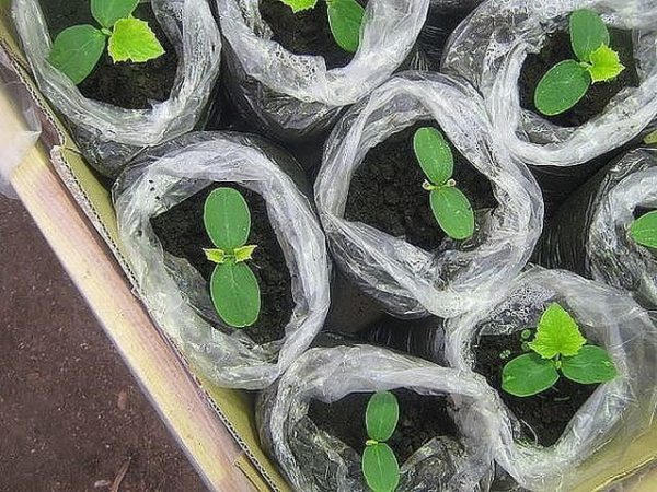 Рассаду огурцов нужно высаживать в предварительно подготовленную почву