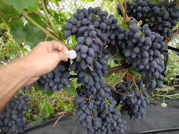 Виноград сорта "Кодрянка" имеет крупные гроны