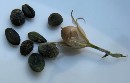 Семена растения