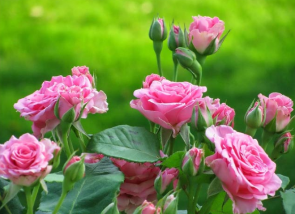 Розы сорта посадка и уход в открытом грунте для новичков