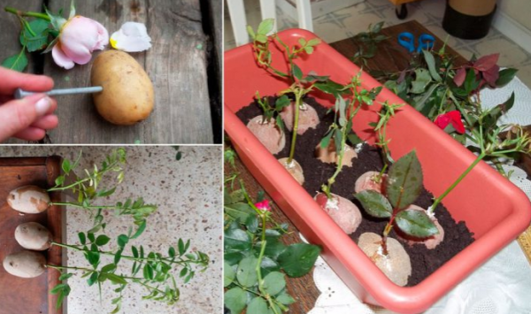 Как прорастить черенки при помощи картофеля
