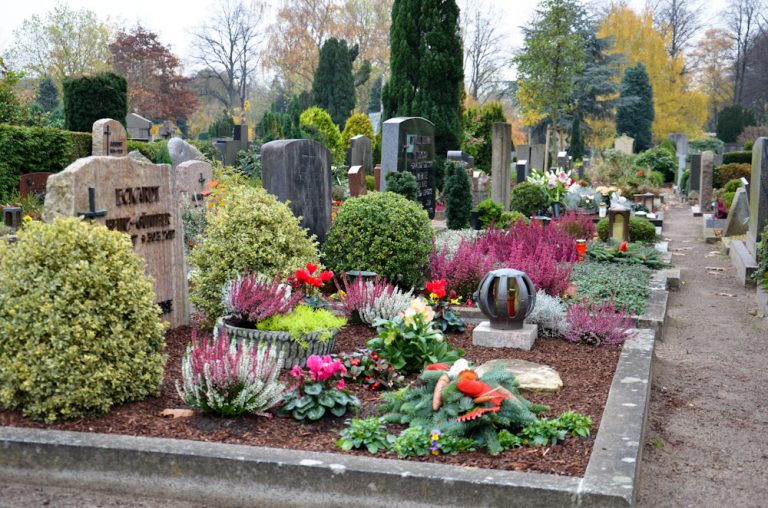 Какие цветы сажают на кладбище многолетние фото