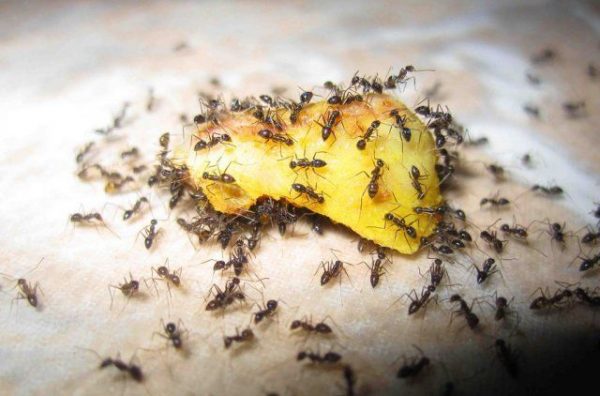 Сделайте для муравьев сладкие приманки
