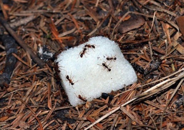 Кусочек сахара обработанный борной кислотой избавит вас от муравьев в огороде