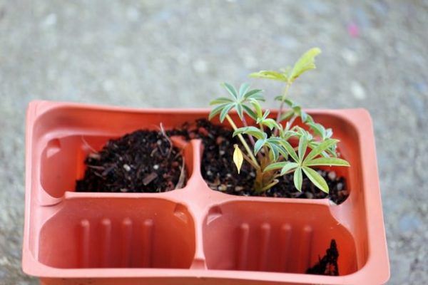 Выращивание растения