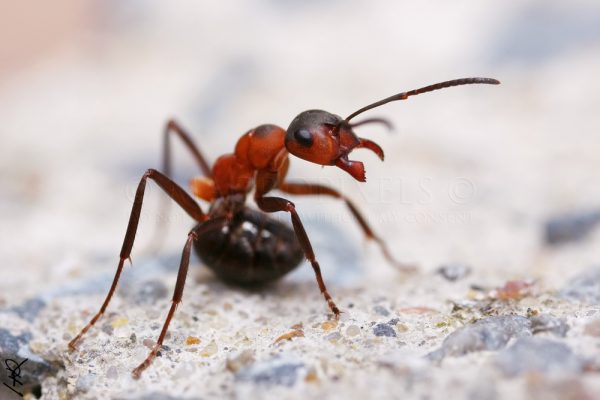 Лесные муравьи полностью безвредные