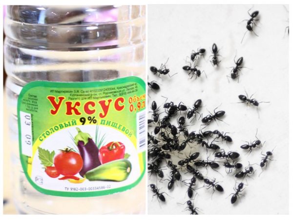 Как избавится от муравьев при помощи уксуса