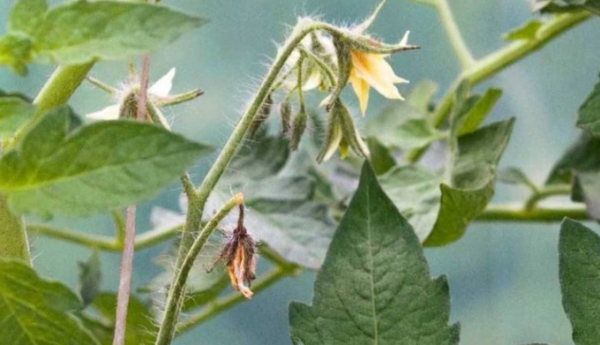 Опадение цветов на кустах томатов может происходить в результате изменения температуры воздуха в теплице