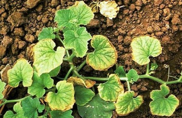 Переувлажнение почвы может привести к пожелтению растения