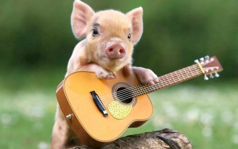 840321-widescreen-piggy-wallpaper