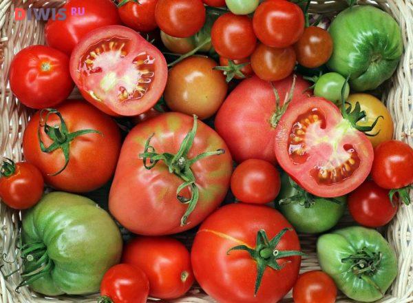 Когда можно сажать помидоры на рассаду в 2019 году