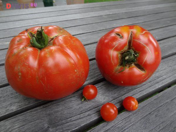 Когда нужно сажать помидоры на рассаду в 2019 году по лунному календарю