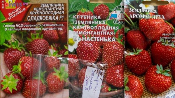 Как вырастить землянику из семян в домашних условиях