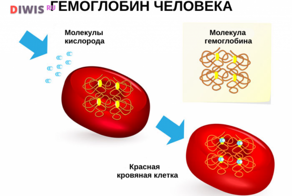 Норма гемоглобина в крови у женщин по возрасту