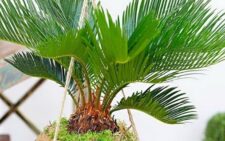 Пальмы комнатные - разновидности с фото и названиями, тонкости выращивания