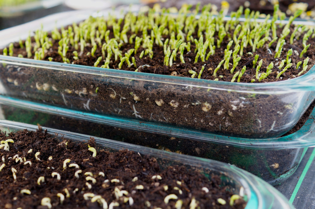 Как вырастить микрозелень в домашних условиях на подоконнике