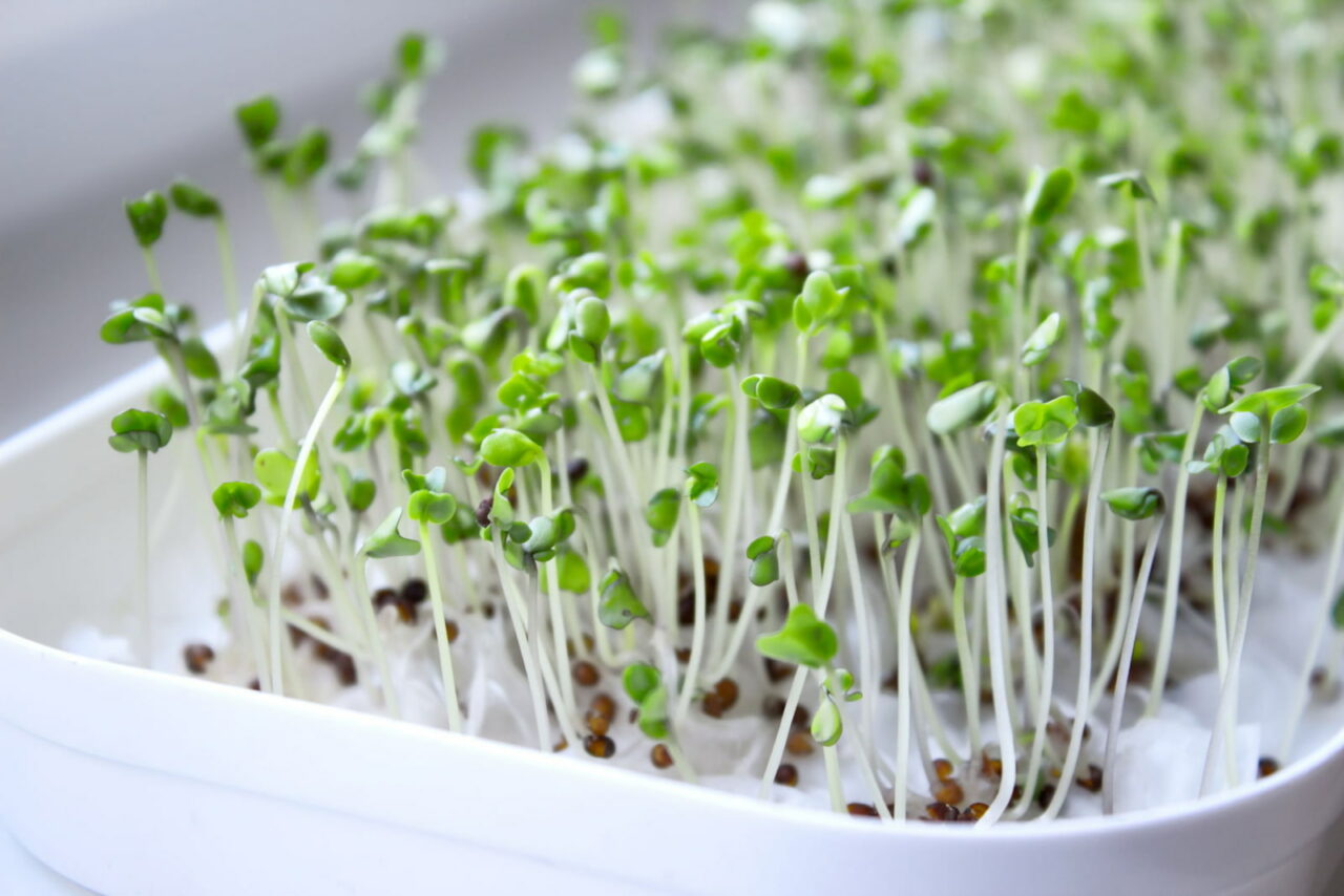 Как вырастить микрозелень в домашних условиях на подоконнике