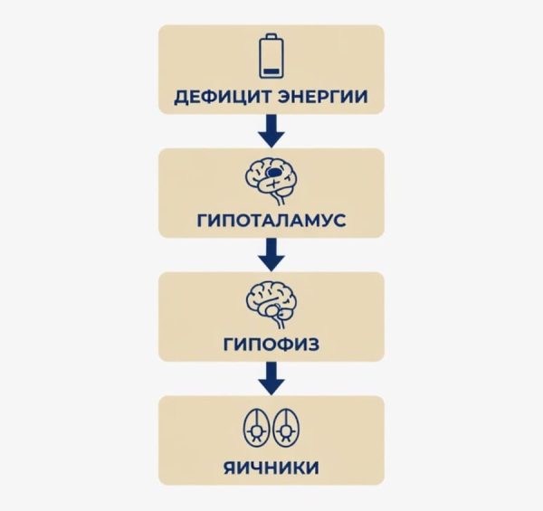 Женский организм во время беговой нагрузки